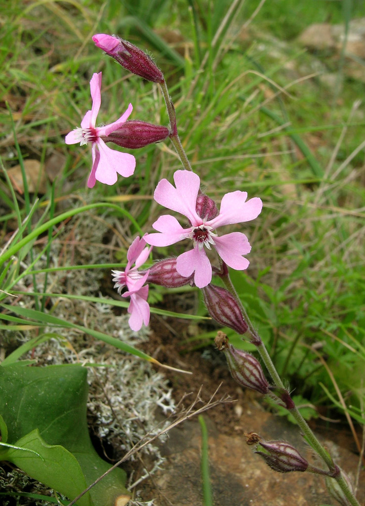 Silene pendula